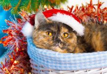 Cat plotting revenge for owners making it look like a twat