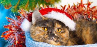 Cat plotting revenge for owners making it look like a twat