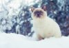 We’re out out, stop asking if anyone’s seen us – say cats