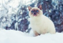 We’re out out, stop asking if anyone’s seen us – say cats