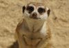 Family of meerkats escapes Chester Zoo