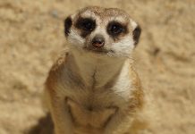 Family of meerkats escapes Chester Zoo