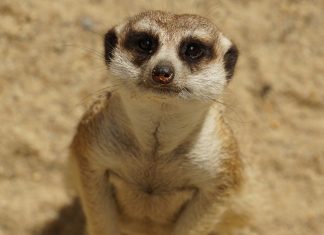 Family of meerkats escapes Chester Zoo