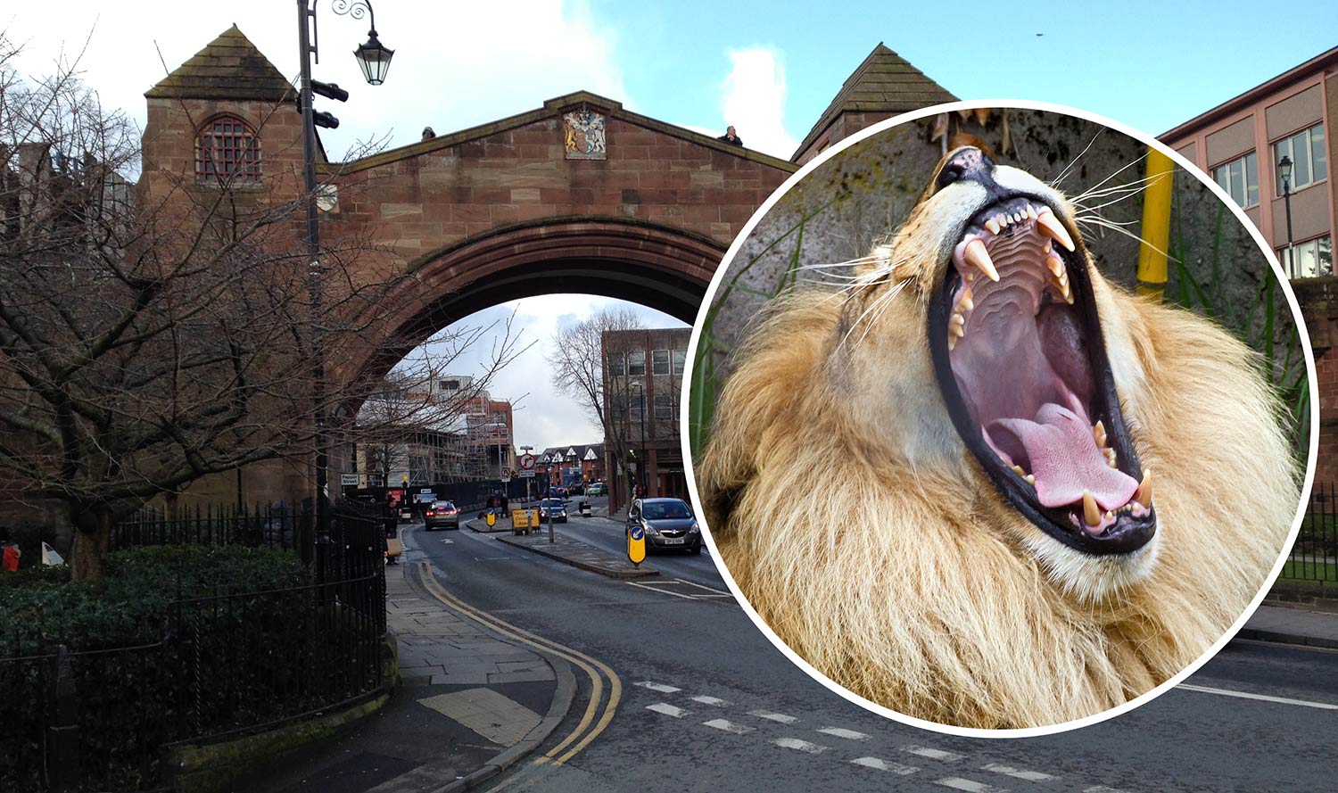 Animals to be released into Chester in event of closure confirms Chester Zoo The Chester Bugle